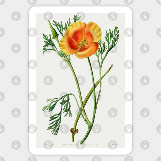 California poppy - Botanical Illustration Sticker by chimakingthings